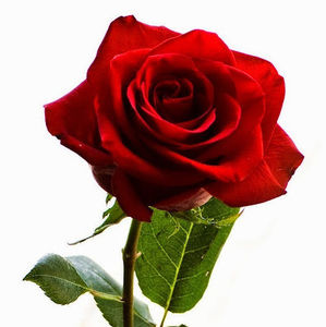 Meet your Posher, Bella